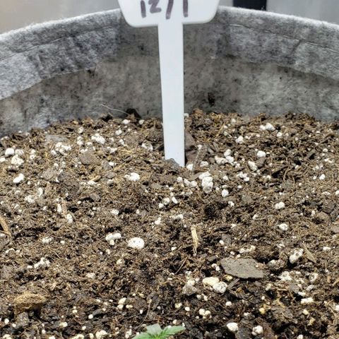 Green Crack Auto growlog timeline photo
