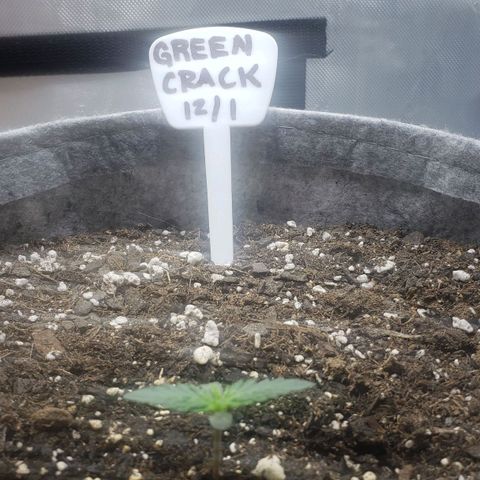 Green Crack Auto growlog timeline photo