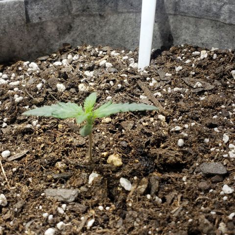 Green Crack Auto growlog timeline photo
