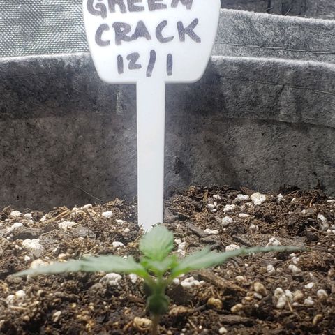 Green Crack Auto growlog timeline photo