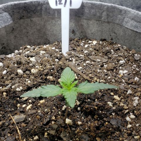 Green Crack Auto growlog timeline photo