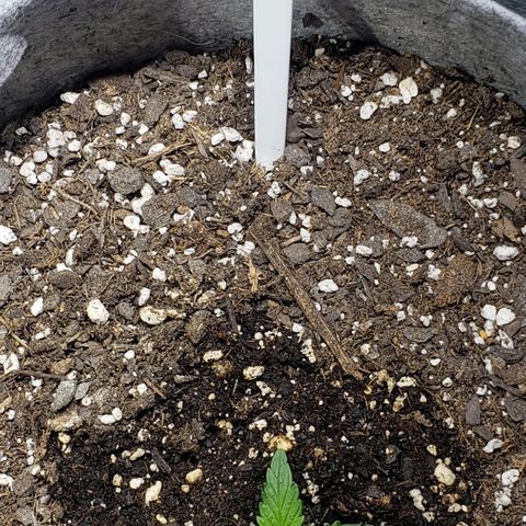 Green Crack Auto growlog timeline photo