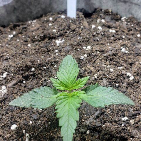 Green Crack Auto growlog timeline photo