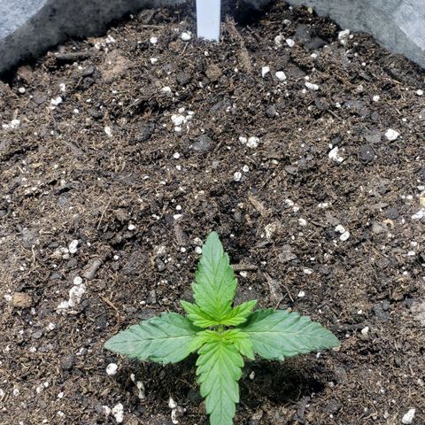 Green Crack Auto growlog timeline photo