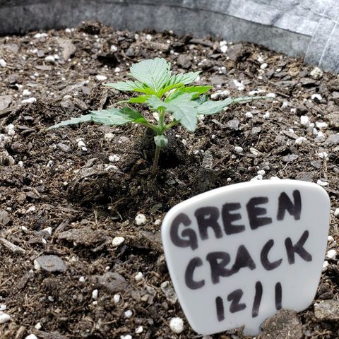 Green Crack Auto growlog timeline photo