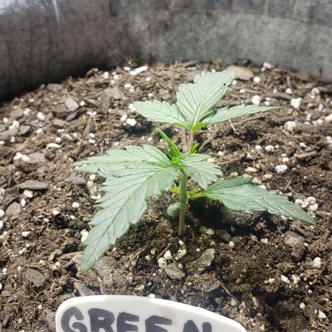 Green Crack Auto growlog timeline photo
