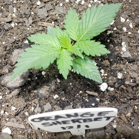 Green Crack Auto growlog timeline photo