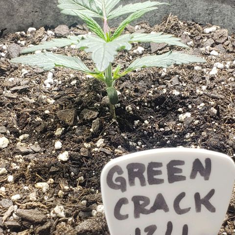 Green Crack Auto growlog timeline photo