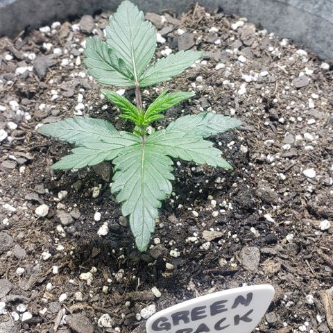 Green Crack Auto growlog timeline photo