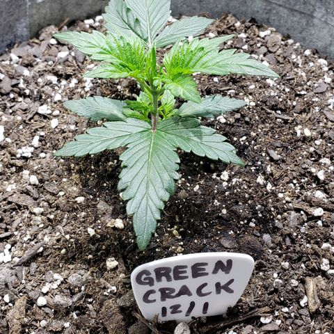 Green Crack Auto growlog timeline photo