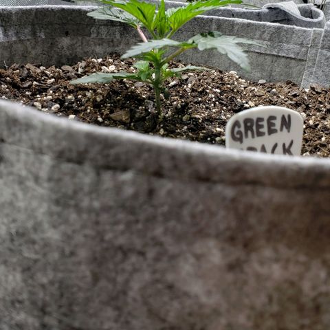 Green Crack Auto growlog timeline photo