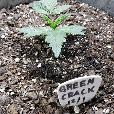 Green Crack Auto growlog timeline photo