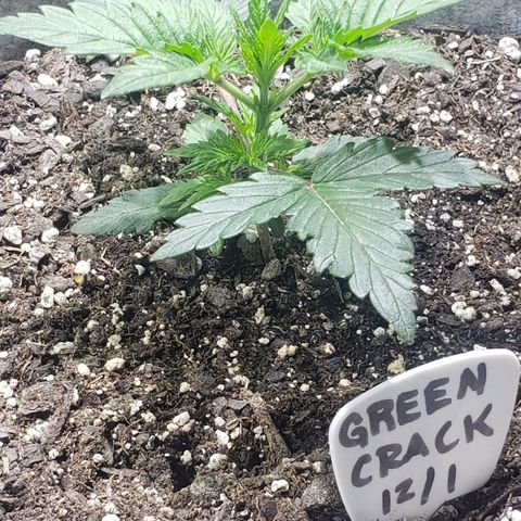 Green Crack Auto growlog timeline photo