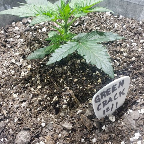 Green Crack Auto growlog timeline photo