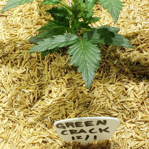 Green Crack Auto growlog timeline photo