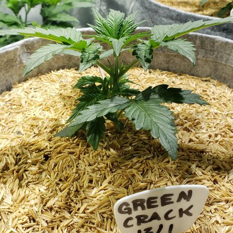 Green Crack Auto growlog timeline photo