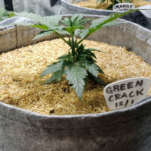 Green Crack Auto growlog timeline photo
