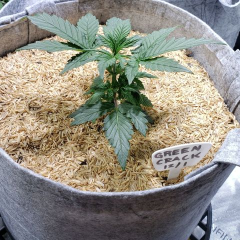 Green Crack Auto growlog timeline photo