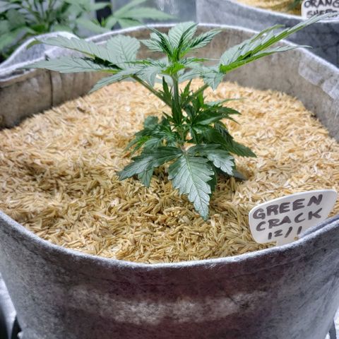 Green Crack Auto growlog timeline photo