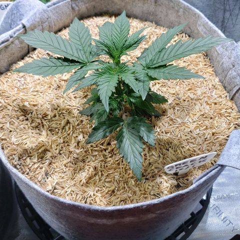 Green Crack Auto growlog timeline photo