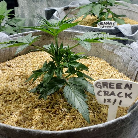 Green Crack Auto growlog timeline photo