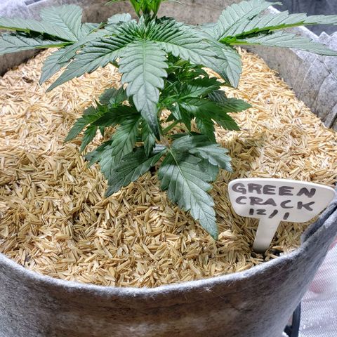 Green Crack Auto growlog timeline photo