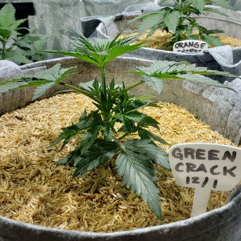 Green Crack Auto growlog timeline photo