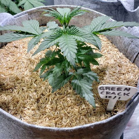 Green Crack Auto growlog timeline photo