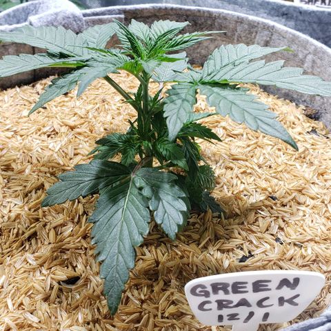 Green Crack Auto growlog timeline photo