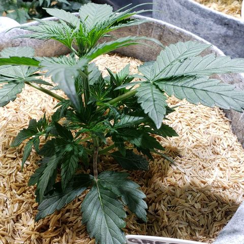 Green Crack Auto growlog timeline photo
