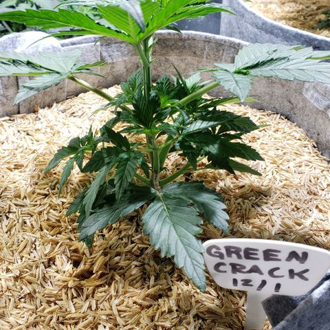 Green Crack Auto growlog timeline photo