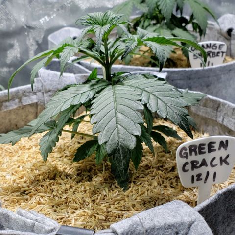 Green Crack Auto growlog timeline photo