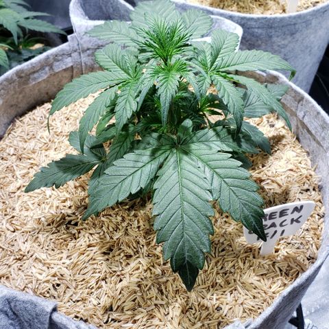 Green Crack Auto growlog timeline photo