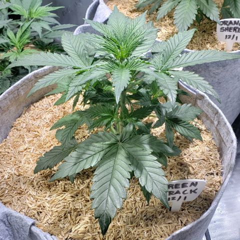 Green Crack Auto growlog timeline photo