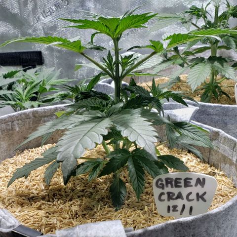 Green Crack Auto growlog timeline photo