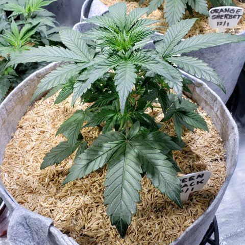 Green Crack Auto growlog timeline photo