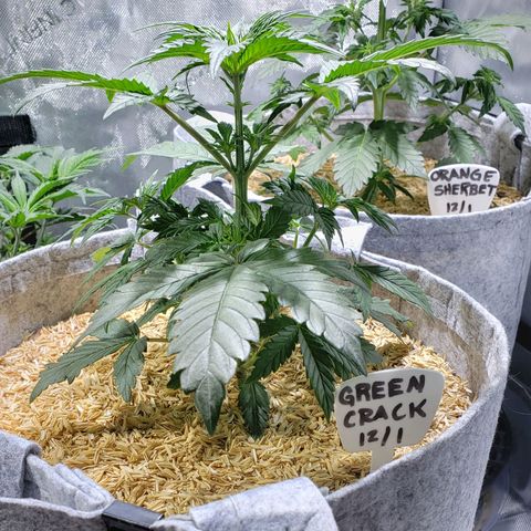 Green Crack Auto growlog timeline photo