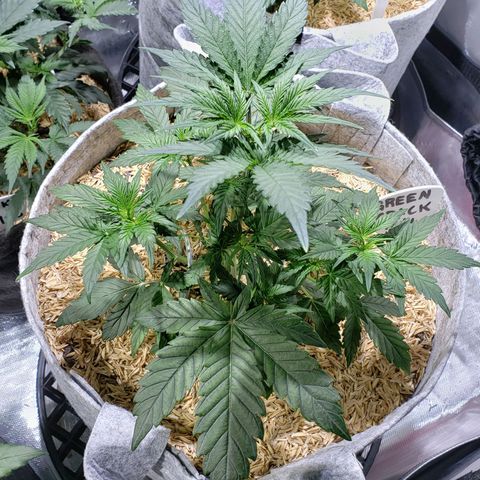 Green Crack Auto growlog timeline photo