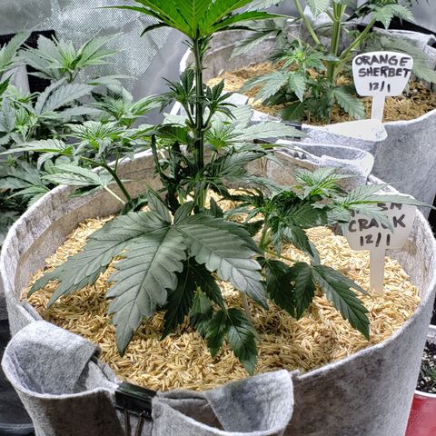 Green Crack Auto growlog timeline photo