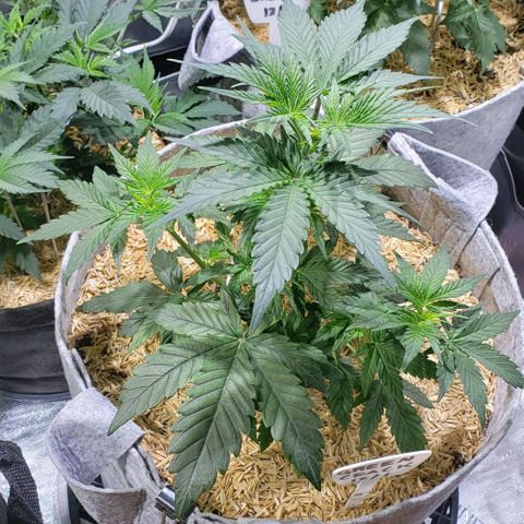 Green Crack Auto growlog timeline photo