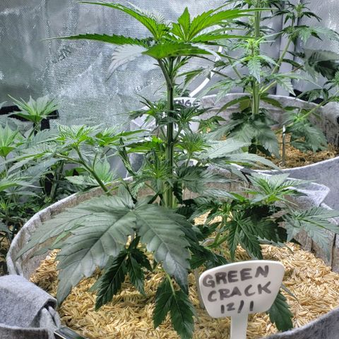 Green Crack Auto growlog timeline photo