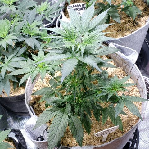 Green Crack Auto growlog timeline photo