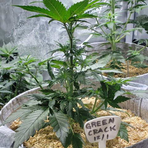 Green Crack Auto growlog timeline photo