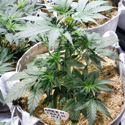 Green Crack Auto growlog timeline photo