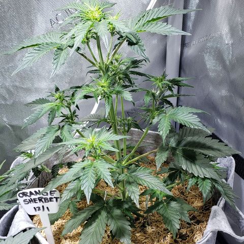 Green Crack Auto growlog timeline photo