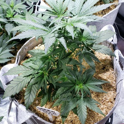 Green Crack Auto growlog timeline photo