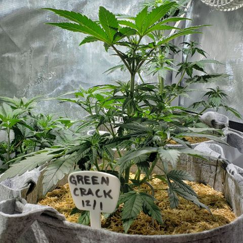Green Crack Auto growlog timeline photo
