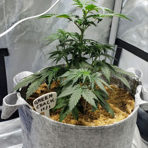 Green Crack Auto growlog timeline photo