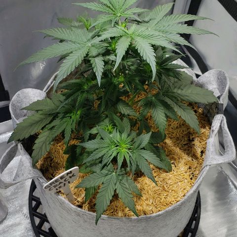 Green Crack Auto growlog timeline photo