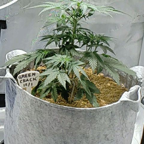 Green Crack Auto growlog timeline photo